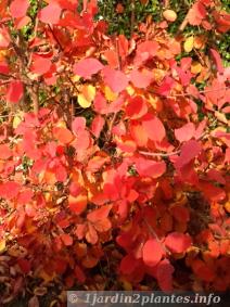 En automne au jardin de Giverny