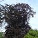 Un arbre remarquable: le hêtre pourpre
