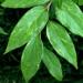 Leucothoe: un arbuste ornemental