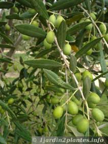 olivier et ses olives en Août
