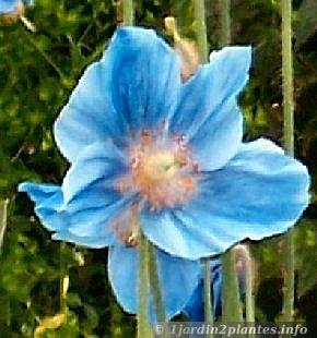 [Image: pavot-bleu-fleur.jpg]