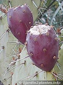 Cactus figuier - Effet rouillé - 140cm - Ambre Nomade